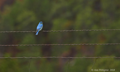 Mountain Bluebird - Male