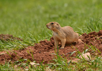 Black-taled Prairie Dog