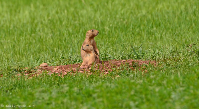 Black-taled Prairie Dog