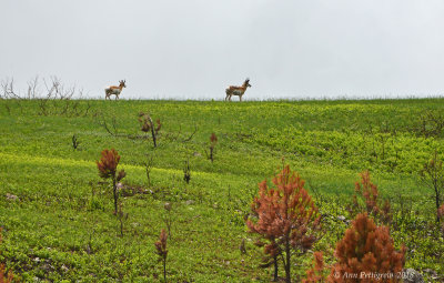 Pronghorns