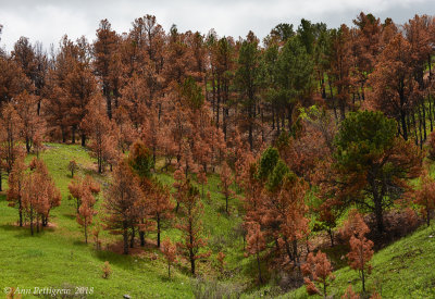 Legion Lake Fire Remnants