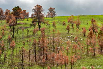 Legion Lake Fire Remnants
