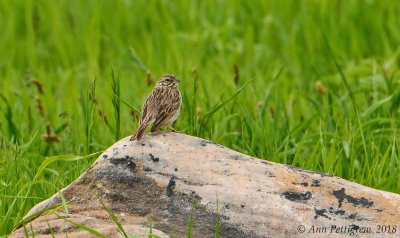 Savannah Sparrow