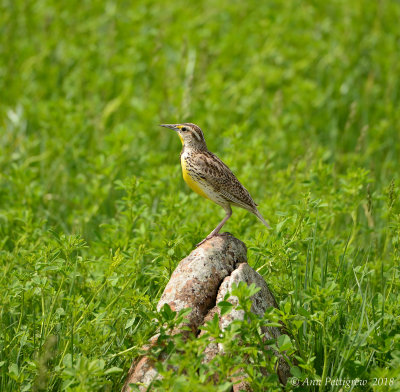 Western Meadowlark