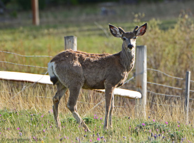 Mule Deer Buck