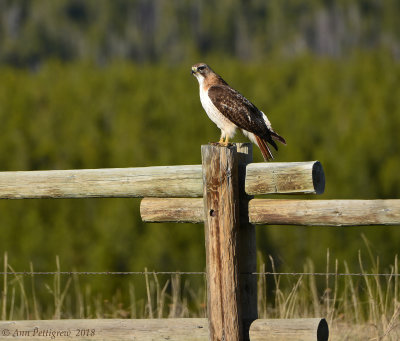 Red-tailed Hawk