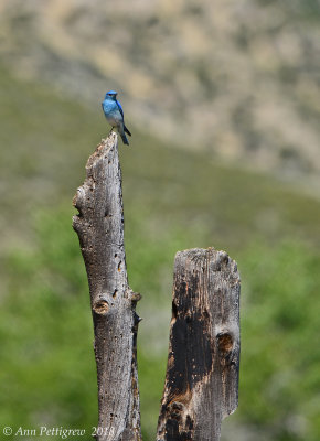 Mountain Bluebird