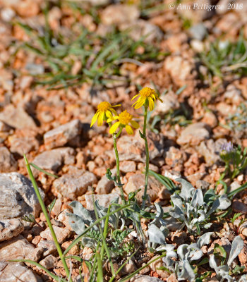 Wildflowers