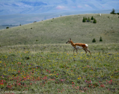 Pronghorn Among the Wildflowers