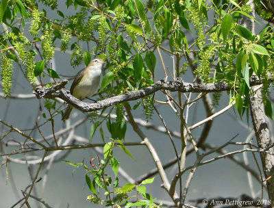 Warbling Vireo
