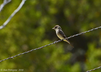 Western Wood-Pewee