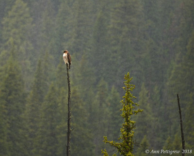Red-tailed Hawk