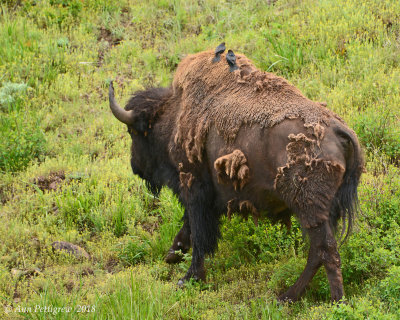 Bison Cow with Brown-headed Cowbirds