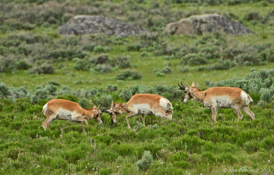 Sparring Pronghorns