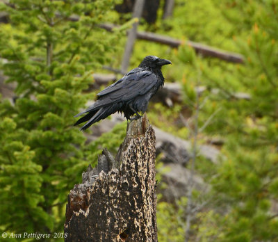 Common Raven