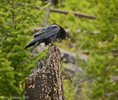Common Raven