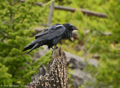 Common Raven