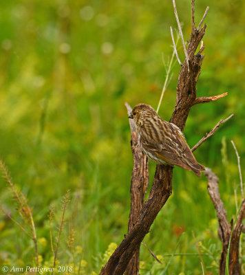 Pine Siskin