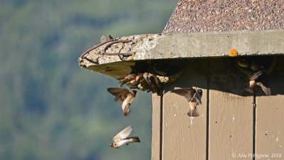 Cliff Swallows