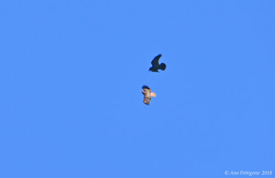 Common Raven Chasing a Red-tailed Hawk