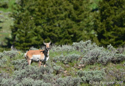 Pronghorn Doe