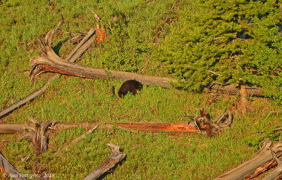 First Black Bear of the Trip