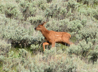 Elk Calf