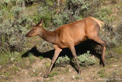 Elk Cow