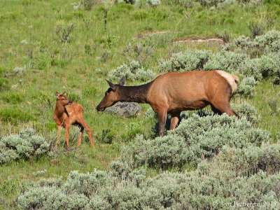 Elk Cow and Calf