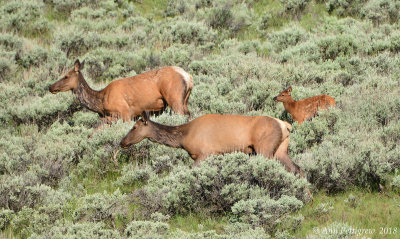 Elk Cows and Calf