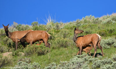 Elk Cows and Calves