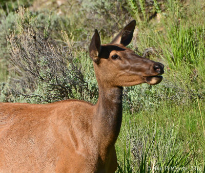 Elk Cow