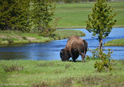 Lone Bull Grazing