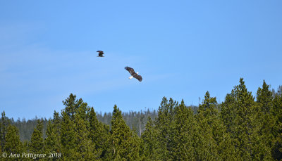 Osprey Chasing a Bald Eagle