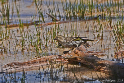 Pine Siskin