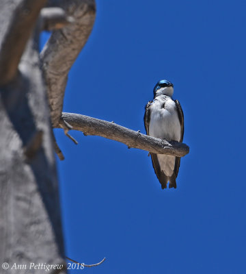 Tree Swallow