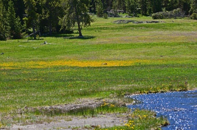 Yellowstone in Bloom