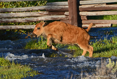 Bison Calf Jumping Stream