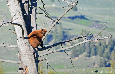 Sleeping Black Bear