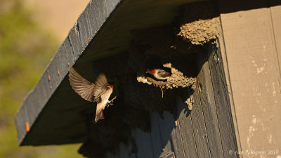 Cliff Swallow