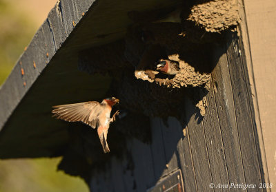 Cliff Swallow Bringing Mud to Mate on Nest