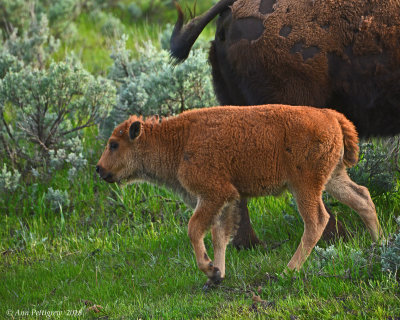 Bison Calf