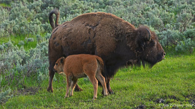Cow and Calf