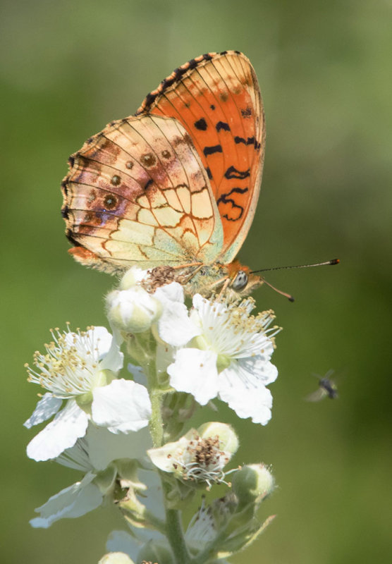 Marbled Fritillary - Brenthis daphne
