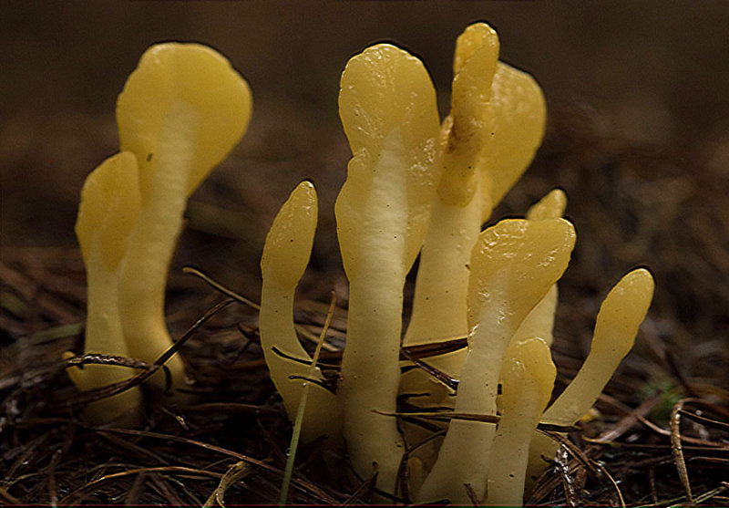 Yellow earth club - Spathularia-flavida