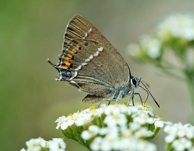 Blue-spot Hairstreak. - S.spini