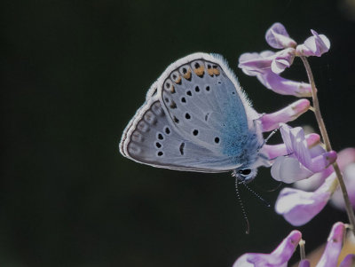 Amandas blue - Polyommatus amandus