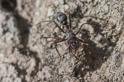 171010 99   Bull ant.  Australia .