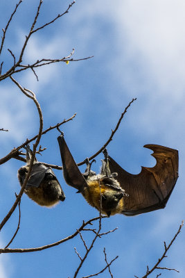 flying fox Australia 