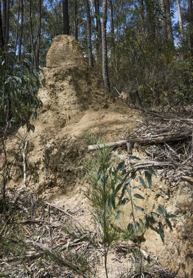 171021 236  My mate called this a smallish termite mound.